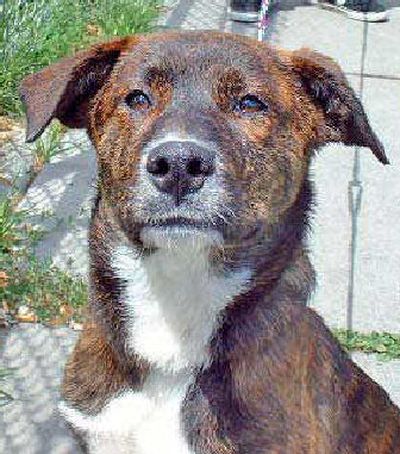 
Missy Age: Young Dominant Breed: Terrier Sex: Female Offense: Lost her way
 (Kim Lytle / The Spokesman-Review)