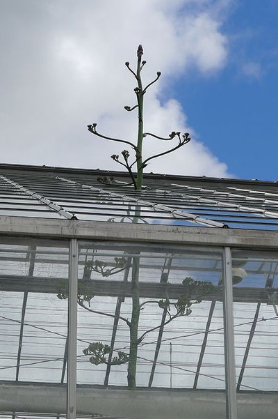 An American agave plant grows through the roof at the University of Michigan’s Matthaei Botanical Gardens and Nichols Arboretum in Ann Arbor, Mich. (Associated Press)