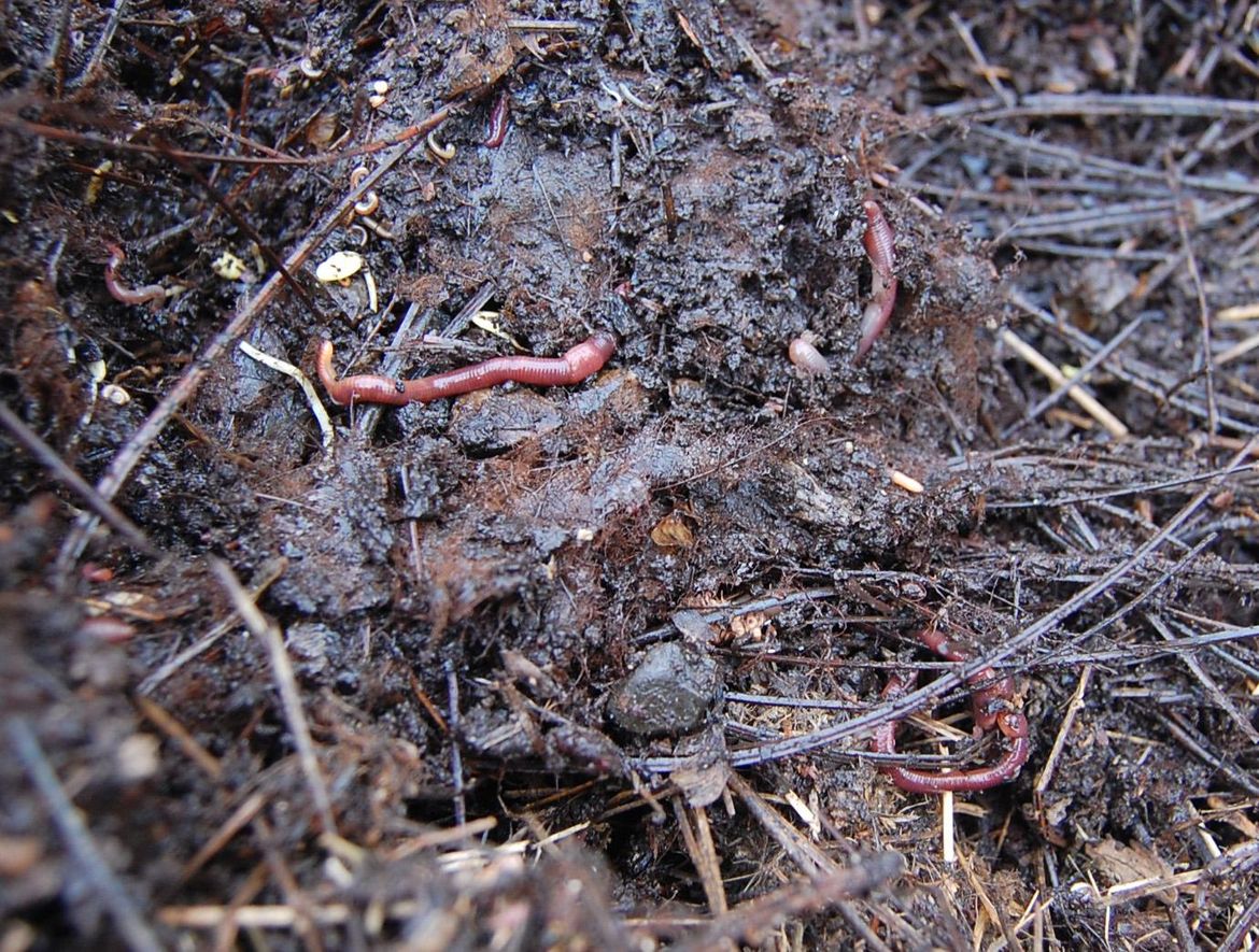 Gardening: Earthworms play key role in soil health | The Spokesman-Review
