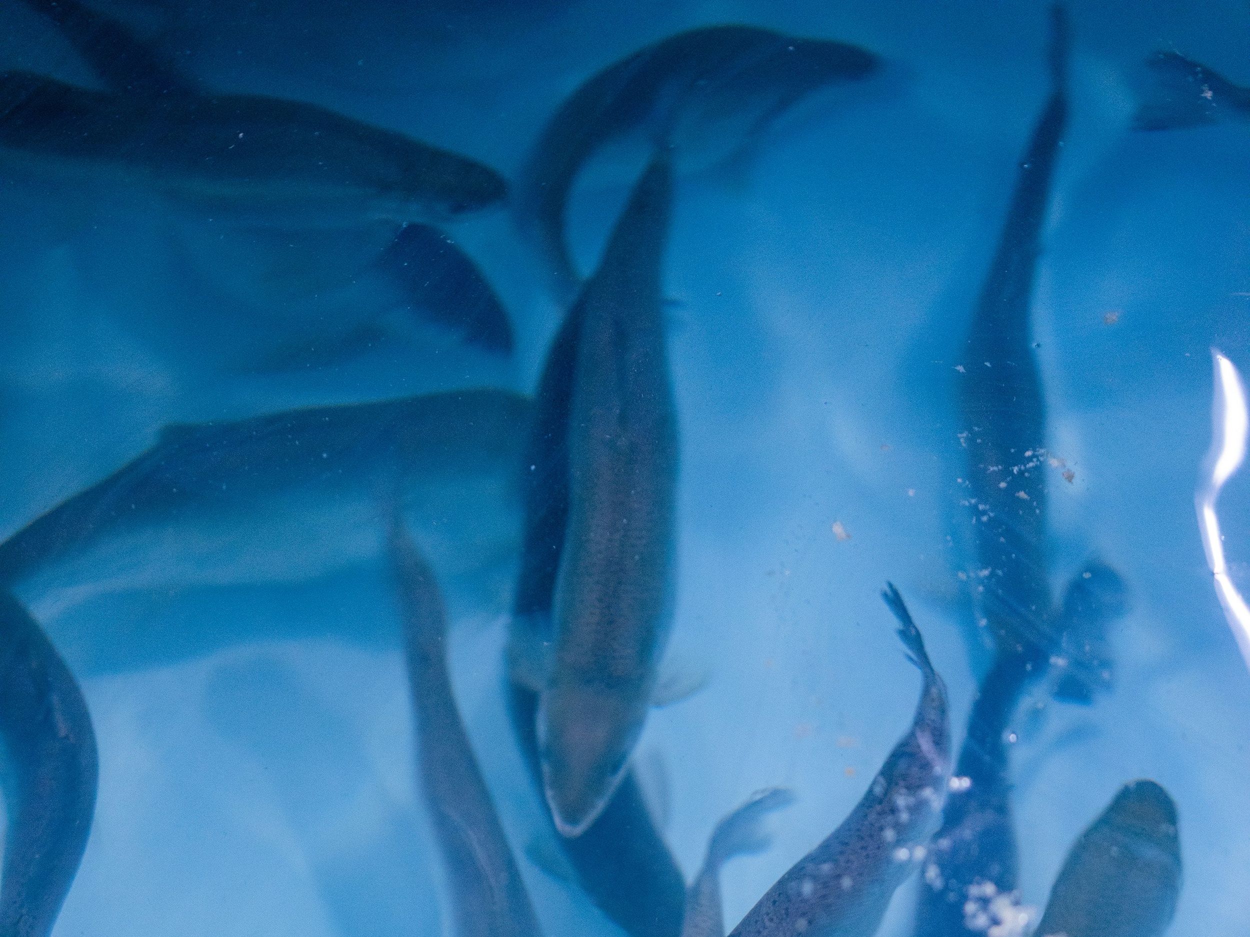 10,000 Lakes Aquaculture, Inc. – Certified Disease Free Fish Farm