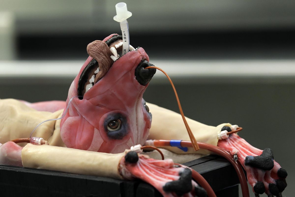 Alberta, a SynDaver Synthetic Canine, is shown during a news conference Tuesday in Tampa, Fla. The synthetic canine is an extremely detailed and realistic surgical trainer. The company is hoping the creation will end the need for live animals being used in veterinary medical schools. (Chris O