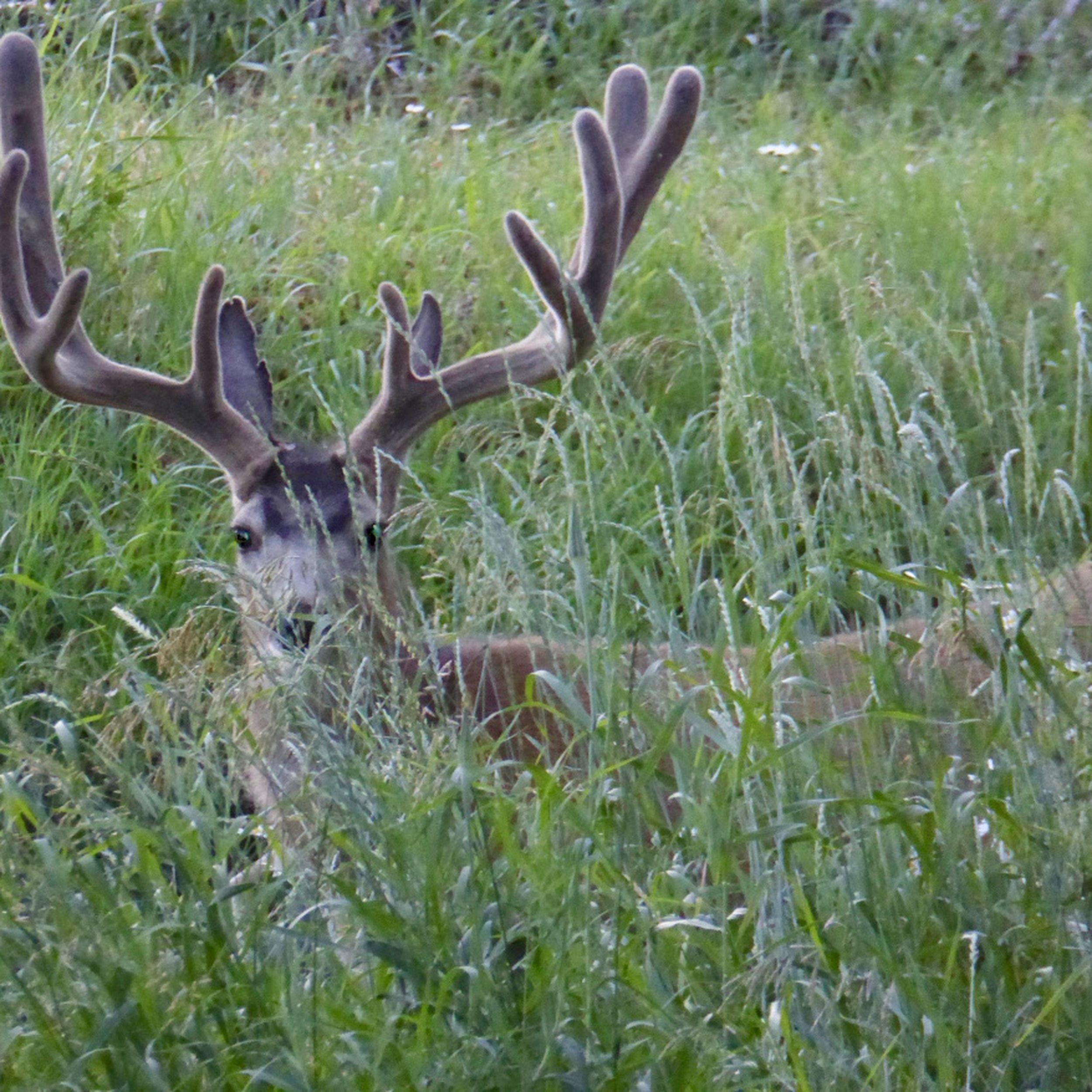 5-day Idaho Elk and Mule Deer Hunt for One Hunter with Former NFL