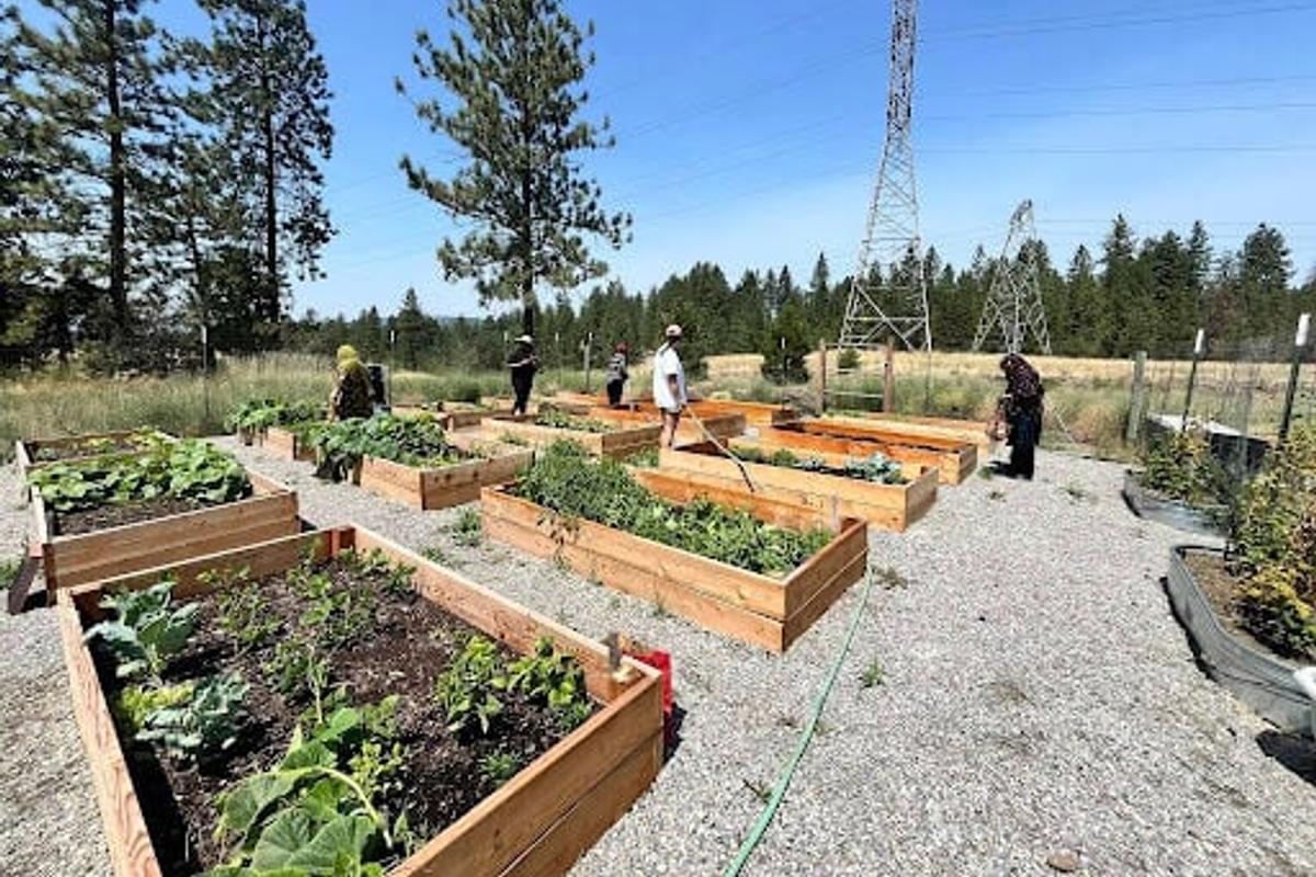 Refugee gardeners tend to plants midseason, a photograph taken before the IRC Spokane refugee community requested the raised beds be removed so they could grow more food and work the land together.  (Courtesy of IRC Spokane)