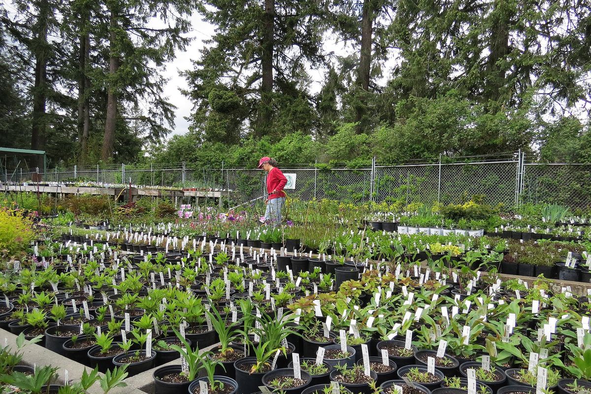 Friends of Manito volunteer Linda Martin waters plants slated for Saturdays spring plant sale. (Susan Mulvihill / SUSAN MULVIHILL/FOR THE SPOKESMAN-REVIEW)
