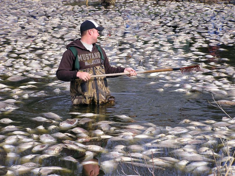 In this April 5, 2010 photo, a volunteer rakes fish towards shore on Lake Shetek, Minn.  Heavy snow starved aquatic vegetation over the winter, which kept the plants from producing oxygen. As a result, thousands of fish died. (Mark Steil / Minnesota Public Radio)