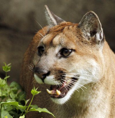 A 13-year-old cougar  opens her mouth and makes a chirping sound to call her mate Sept. 8, 2010, at the Oregon Zoo in Portland, Ore. (Don Ryan / ASSOCIATED PRESS)