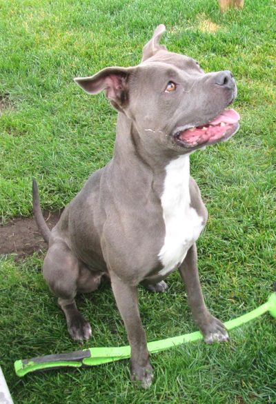 Lulu is a blue with white chest and toes mix breed medium size dog. (SCRAPS / Courtesy photo)