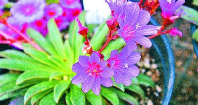 
'Constant Comment' Bitteroot flowers have been sold at past Friends of Manito events.  
 (File/ / The Spokesman-Review)