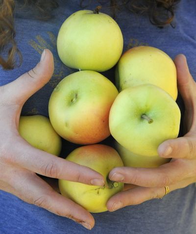Abby Shewchuck gathers apples from the Cherry Shack orchard on Green Bluff. Hundreds of volunteers descended on the area farms to harvest the remaining fruit for donation to the Second Harvest food bank.
  (Dan Pelle / The Spokesman-Review)
