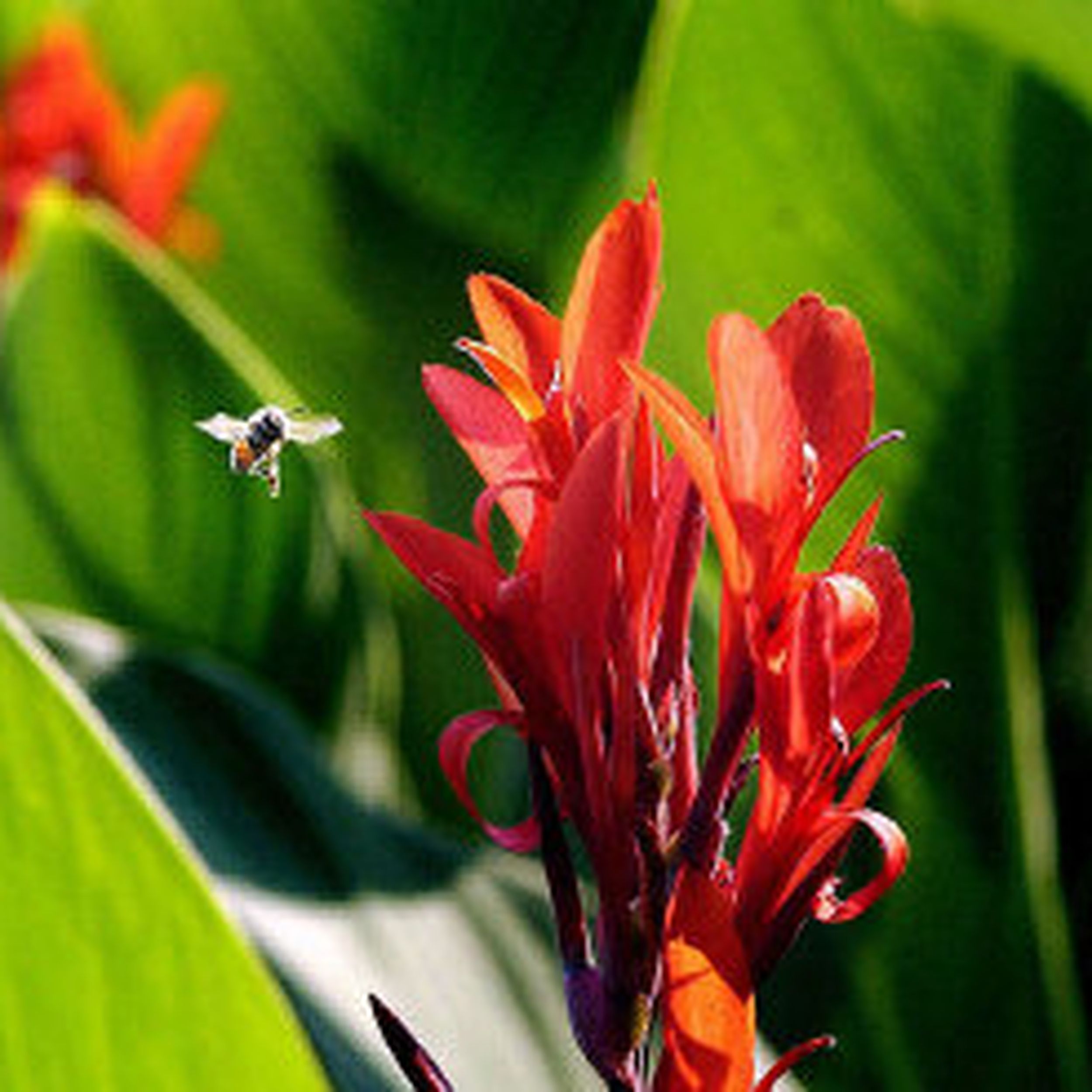 Cannas Create A Sea Of Color The Spokesman Review