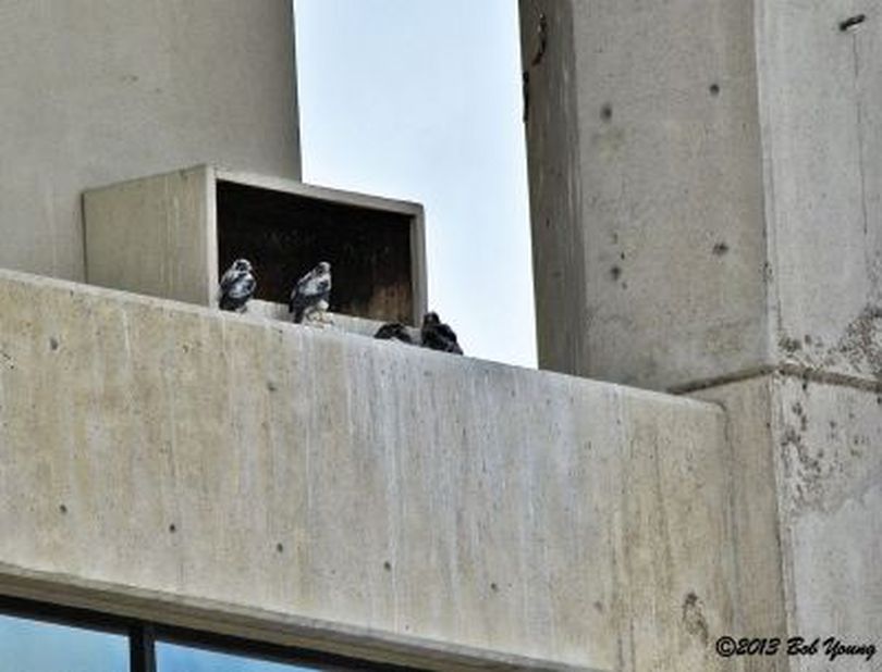 Peregrine falcon family at nesting box atop a downtown Boise skyscraper in spring of 2013 (Bob Young)