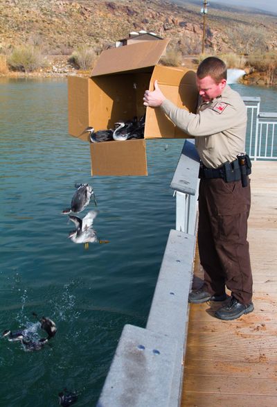  In this photo provided by Utah Division of Wildlife Services, a Utah Division of Wildlife Resources employee frees some surviving grebes on  Dec. 13, 2011, at Stratton Pond in Hurricane, Utah, after thousands of the birds crash landed throughout Southern Utah.   Officials say storm clouds above city lights probably confused thousands of grebes, which are a duck-like aquatic bird that migrates south for the winter. Thousands of the birds were killed, but more than 2,000 had been rescued by Tuesday evening. The survivors were released into Washington County bodies.   (Lynn Chamberlain / Utah Division Of Wildlife Servic)