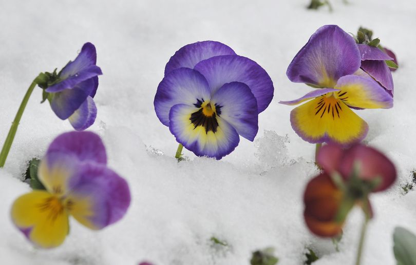 Snow covered pansies are seen in St. Martin, in the Austrian province of Salzburg, on Wednesday March 25, 2009. After the official start of spring last week, winter returned to most parts of Austria.  (Kerstin Joensson / Associated Press)