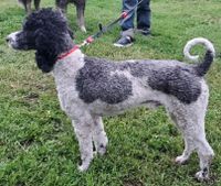  Mini poodle