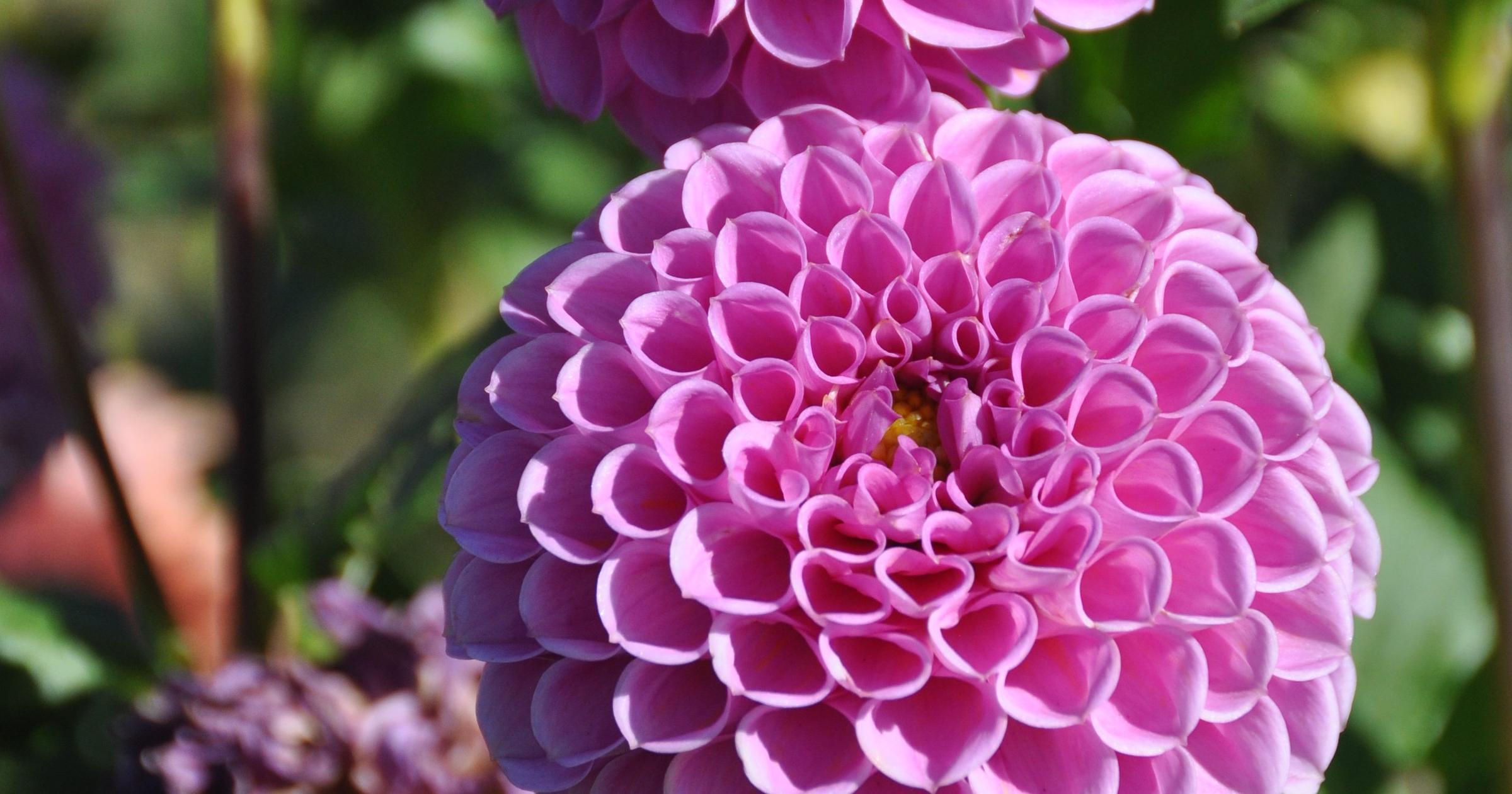 Gardening: Dahlias need special care to survive Spokane winters