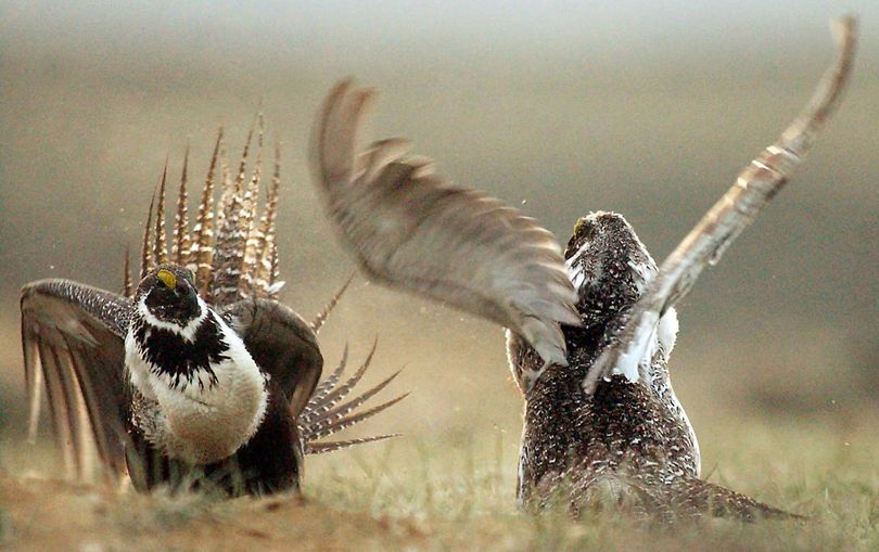 In this May 2008 photo, male sage grouse fight for the attention of female southwest of Rawlins, Wyo.