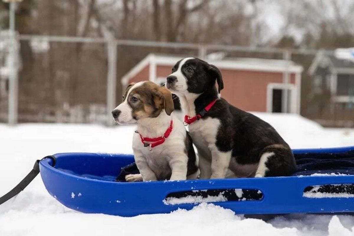 Boston animal rescue loses Super Bowl bet, names puppies after Seahawks
