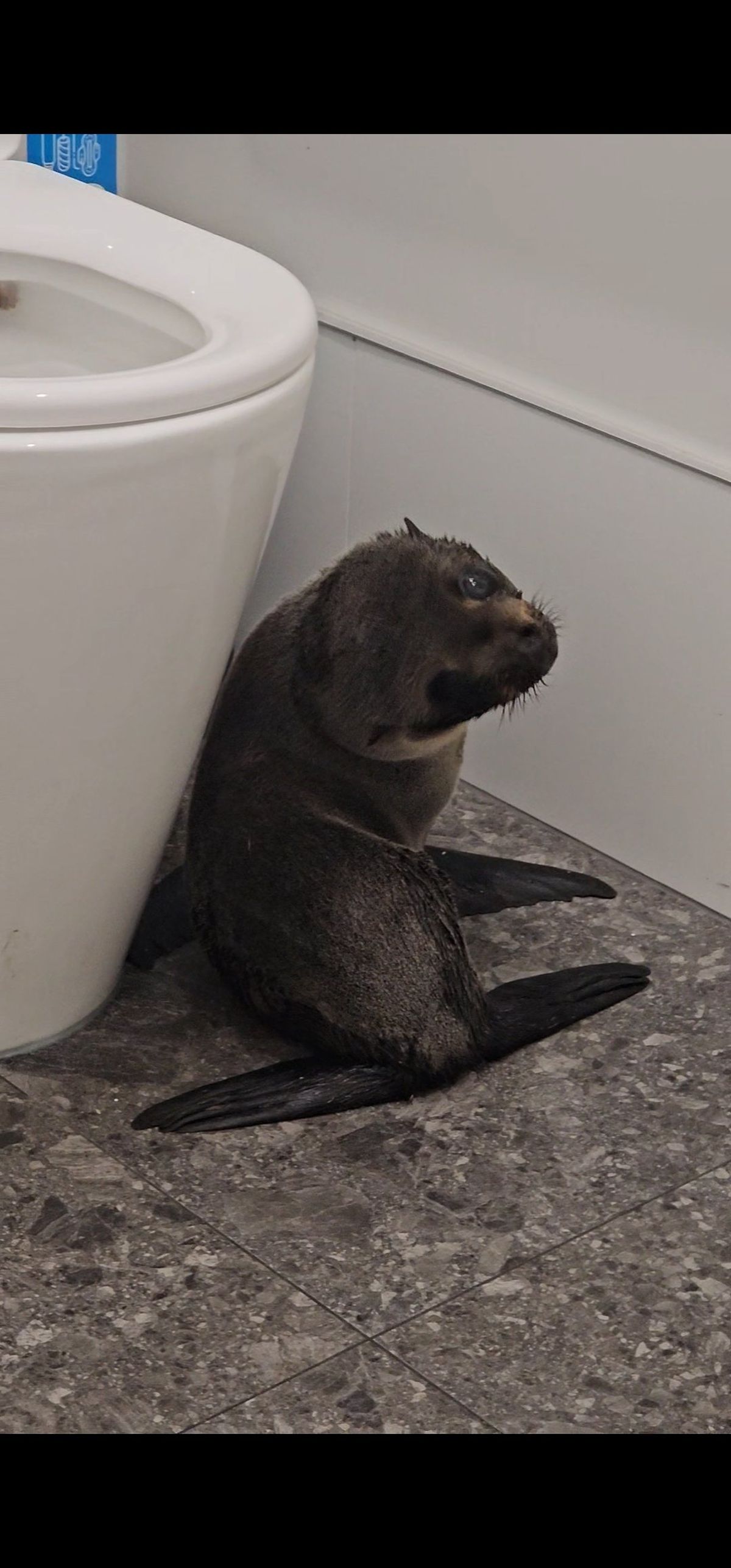 The seal pup inside the pub’s bathroom.  (Courtesy of Sprig + Fern The Meadows)