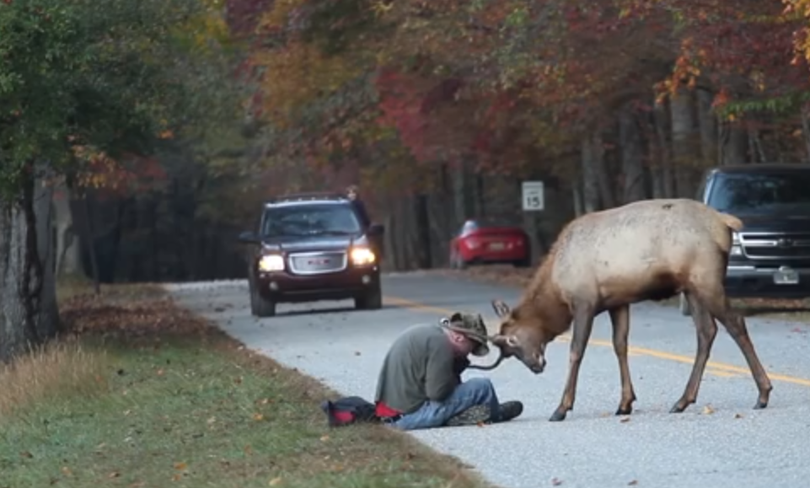 Another human-fed wild creature bites the dust | The Spokesman-Review