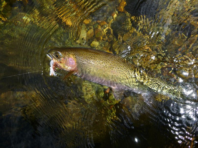 Cutthroat trout. (Rich Landers)