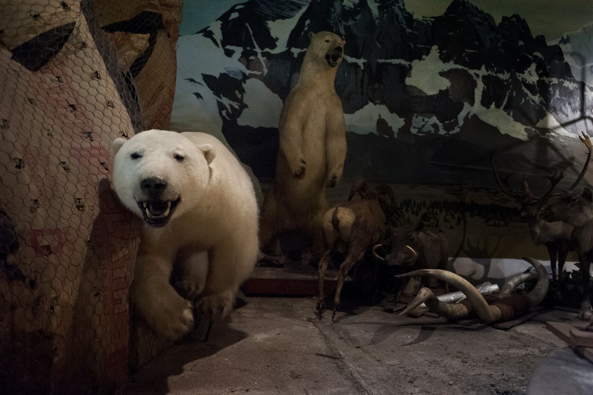 YouTube video may have been behind taxidermy break-in | The Spokesman-Review