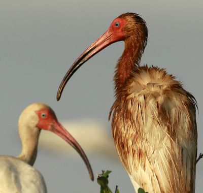 An oil-covered white ibis is seen with a clean bird on an island in Barataria Bay off the coast of Louisiana on June 8, 2010, weeks after the spill began in the Gulf of Mexico. (Associated Press)